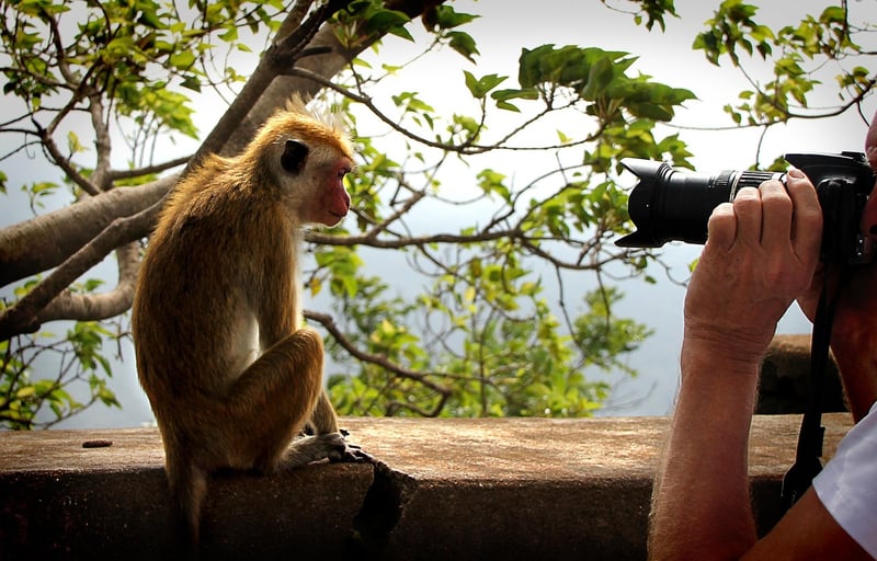 Paparazzi capturing celebrity moment